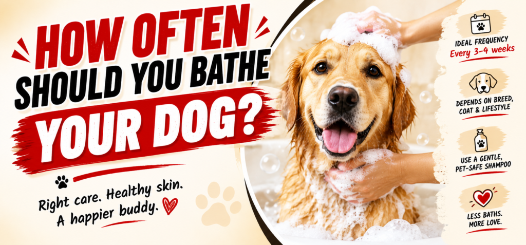 How Often Should You Bathe Your Dog?